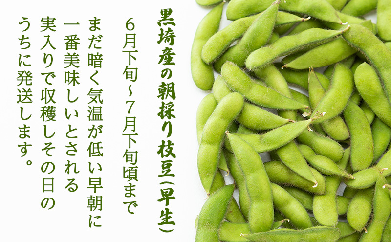 朝採り・新鮮・直送　新潟黒埼産　朝採り枝豆（早生）　1.5ｋｇ《6月下旬～7月下旬頃順次発送》 野菜