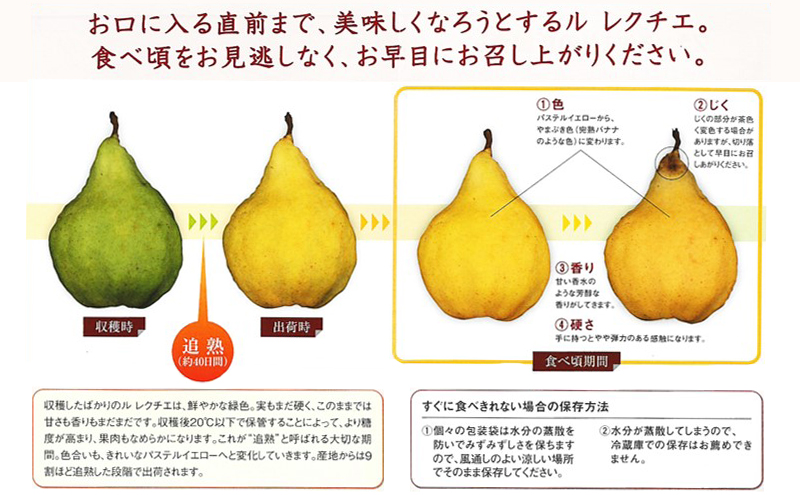 野沢果樹園　ル レクチエ（Le Lectier）2kg 5～7玉　西洋梨　【ご家庭用】