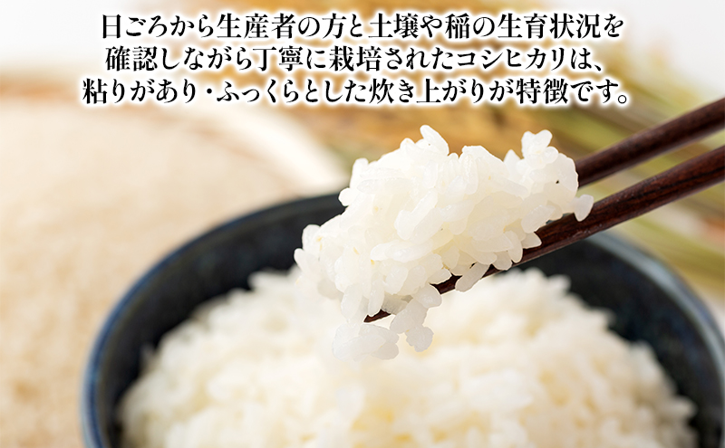 新潟産コシヒカリ 5kg 全6回 お米