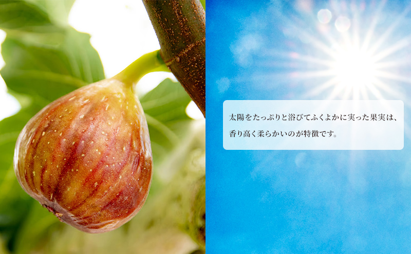 そら野テラスの朝採りいちじく 4パックセット