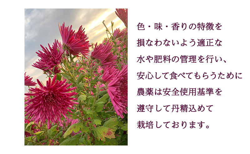 かきのもと（食用菊）1kg 野菜 苦みが少ない 旨味 香りが強い シャキシャキ食感 鮮やか 紫色 食用花 彩 食卓 華やか