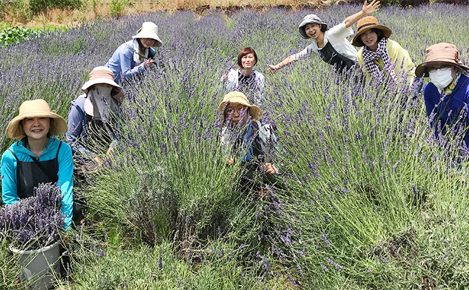 新潟産ラベンダー精油5mlとアロマストーン