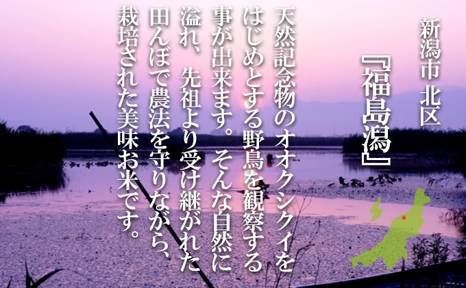 特別栽培米 新潟産コシヒカリ白米 10kg（5kg×2）