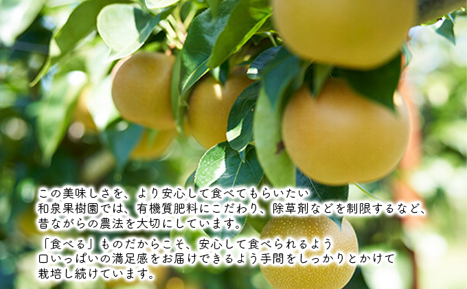 和梨 3kg 家庭用（新高・新興） 梨 新高梨 新興梨 和梨 なし ナシ 新高 新興 フルーツ 果物 デザート おやつ 国産 新潟