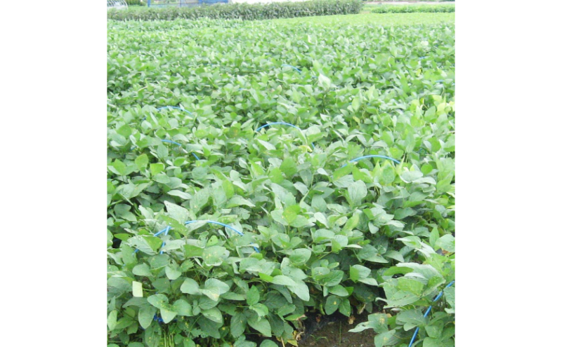 くろさき茶豆1.2kg 2026年 先行予約 枝豆 野菜 つまみ おつまみ えだまめ エダマメ 新潟