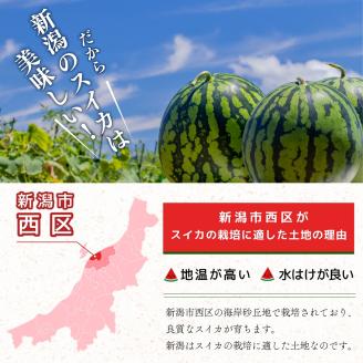 スイカ 大玉すいか （ 祭ばやし ） 秀L 2玉入り 約6～6.9kg×2玉 計12Kg以上 大玉 すいか フルーツ 果物 2玉 新潟 夏フルーツ
