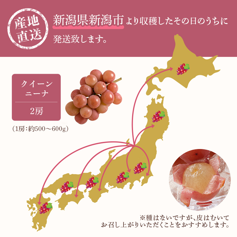 クイーンニーナ