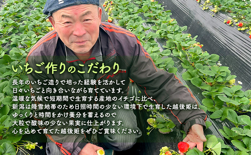 【予約受注】2026年2月下旬より発送　新潟県産越後姫2L　15粒入り