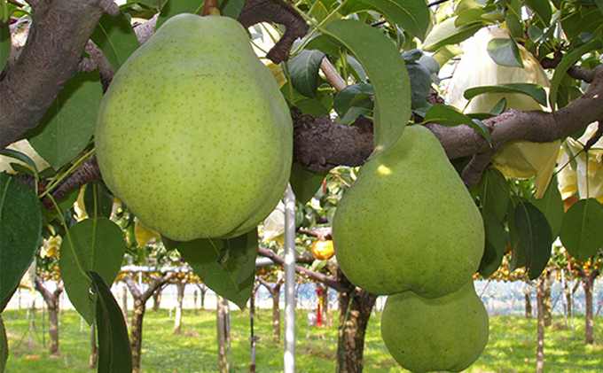 ル レクチェジュース500ml（2本セット）