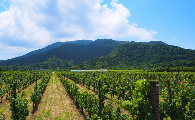 ワイン SABLE 赤白 ワインセット 750ml × 2本 赤ワイン 白ワイン