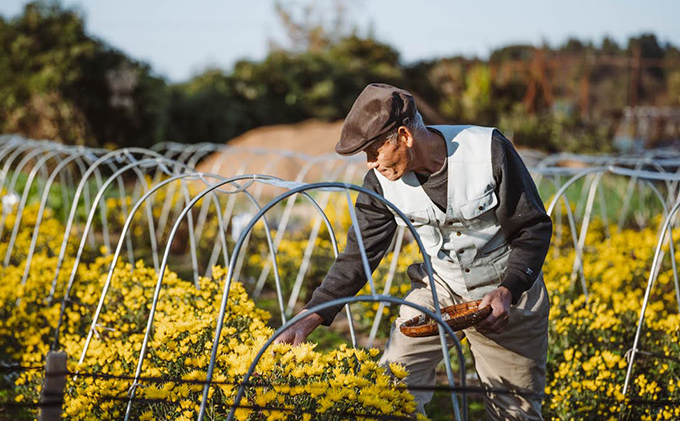 伝統野菜食用菊りゅうのひげ　ごはんのお供セット