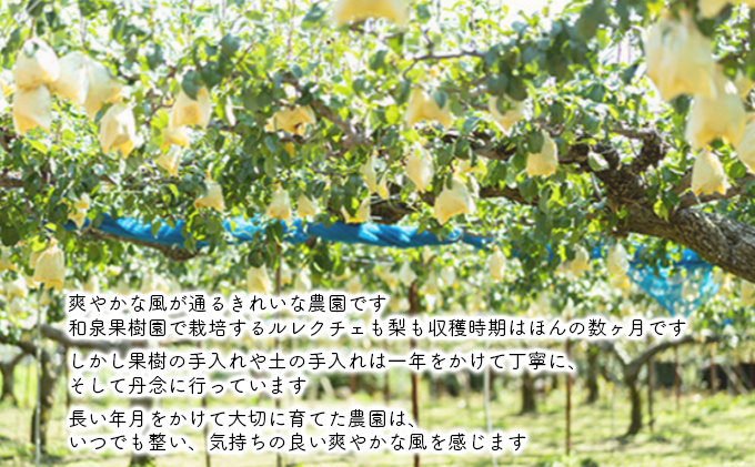 ルレクチェストレートジュース200ml 6本セット