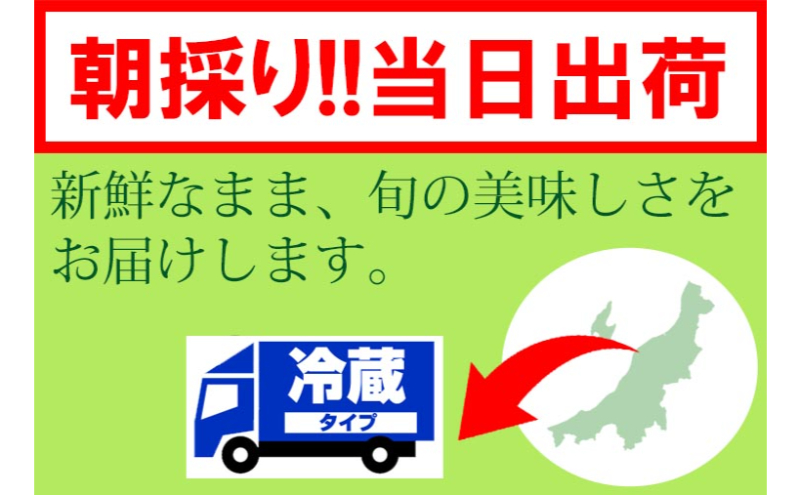 くろさき茶豆1.2kg 2026年 先行予約 枝豆 野菜 つまみ おつまみ えだまめ エダマメ 新潟
