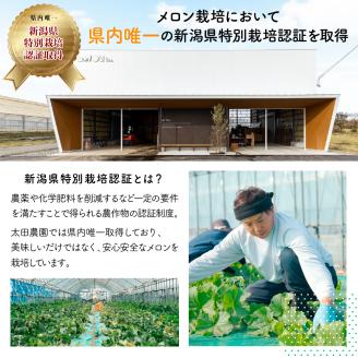 太田農園メロン“GIFT”赤肉メロン＆青肉メロンセット（各2玉ずつ） 2025年 先行予約 メロン セット 糖度 赤肉 青肉 高級 果物 フルーツ おやつ デザート 新潟 夏フルーツ