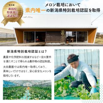 太田農園メロン“GIFT”赤肉メロン＆青肉メロンセット（合計3玉） 2025年 先行予約 メロン セット 糖度 赤肉 青肉 高級 果物 フルーツ おやつ デザート 新潟 夏フルーツ