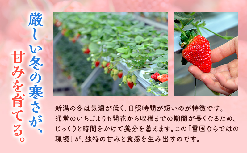 「越後姫」イチゴ 15粒 2パック