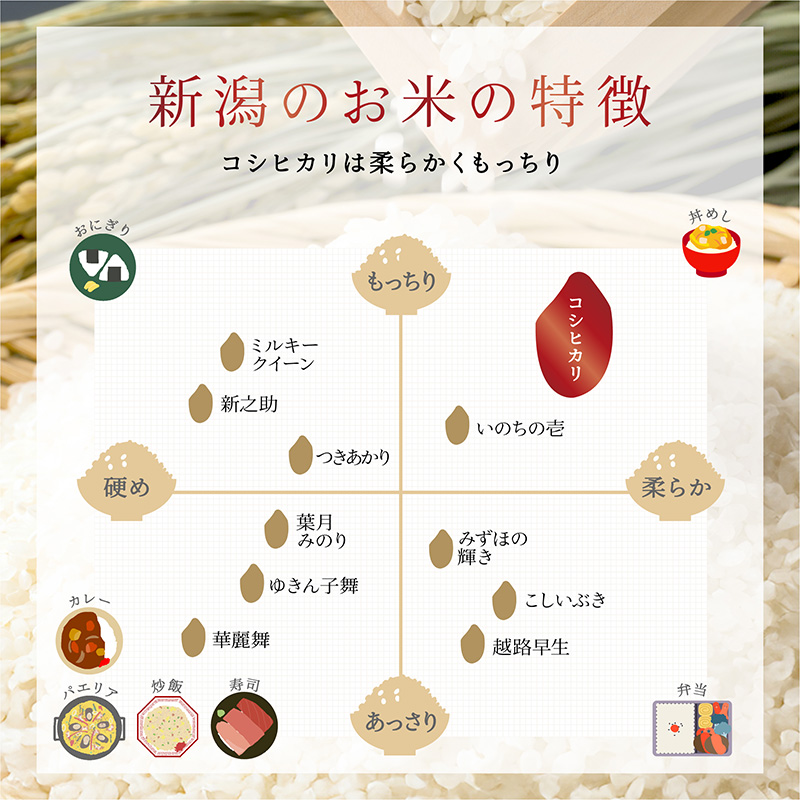新潟産コシヒカリ 10kg 米 精米 白米 こめ コメ お米 おこめ コシヒカリ こしひかり 新潟 新潟県 米どころ