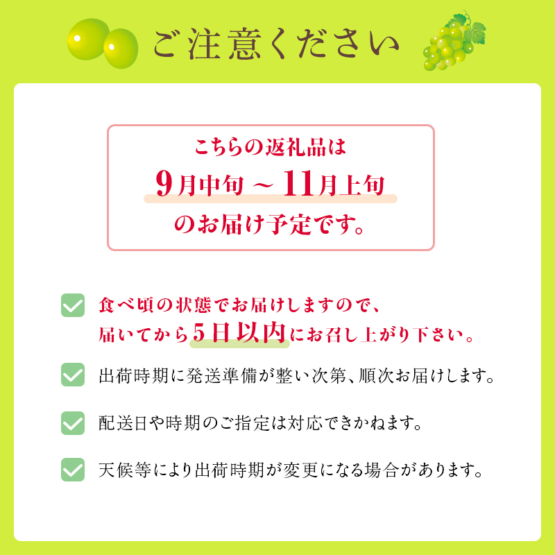 シャインマスカット