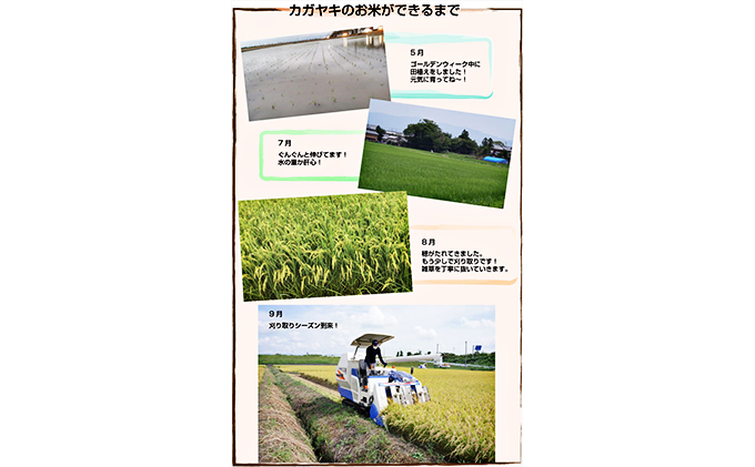 カガヤキ農園　特別栽培米コシヒカリ10kg