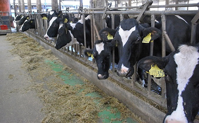 ジェラテリア・レガーロ ジェラート12個セット