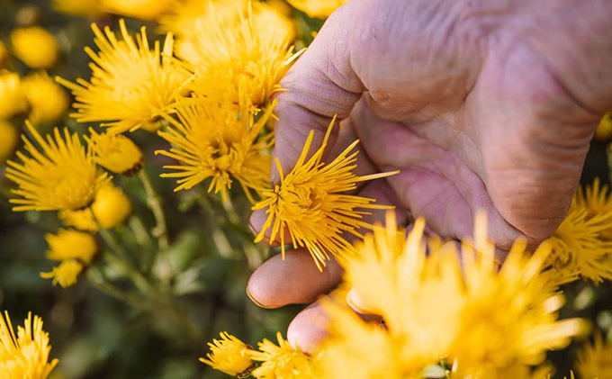 伝統野菜食用菊りゅうのひげ　菊茶セット