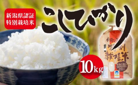 令和7年度産 新潟県認証特別栽培米 コシヒカリ10kg お米 白米 ライス 精米 ご飯 新潟県産 新潟市産 おにぎり お弁当 和食 ブランド米 お米の王様 もっちり 粘り 強い 甘み 旨み