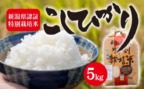 令和7年度産 新潟県認証特別栽培米 コシヒカリ 5kg お米 白米 ライス 精米 ご飯 新潟県産 新潟市産 おにぎり お弁当 和食 ブランド米 お米の王様 もっちり 粘り 強い 甘み 旨み