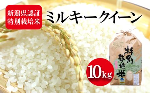 令和7年度産 新潟県認証特別栽培米 ミルキークイーン 10kg お米 白米 ライス 精米 ご飯 新潟県産 新潟市産 おにぎり お弁当 和食 ブランド米 低アミロース 粘り モチモチ 硬くなりにくい