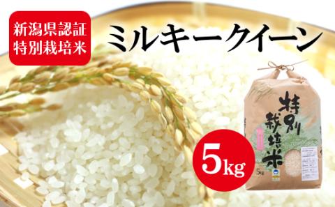 令和7年度産 新潟県認証特別栽培米 ミルキークイーン 5kg お米 白米 ライス 精米 ご飯 新潟県産 新潟市産 おにぎり お弁当 和食 ブランド米 低アミロース 粘り モチモチ 硬くなりにくい