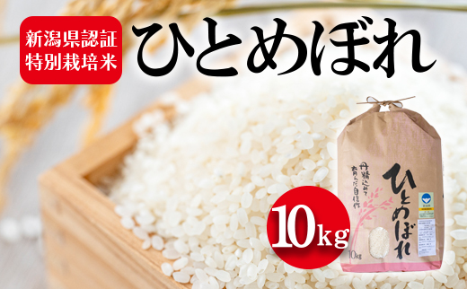 令和7年度産 新潟県認証特別栽培米 ひとめぼれ10kg お米 白米 ライス 精米 ご飯 新潟県産 おにぎり お弁当 和食 ブランド米 粘り 甘み 旨み