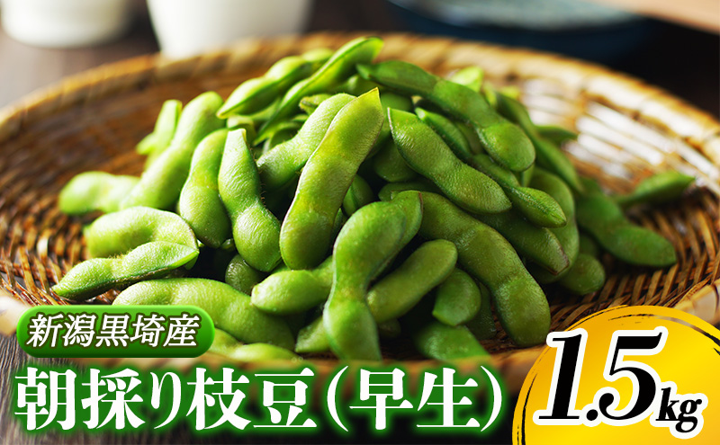 朝採り・新鮮・直送　新潟黒埼産　朝採り枝豆（早生）　1.5ｋｇ《6月下旬～7月下旬頃順次発送》 野菜