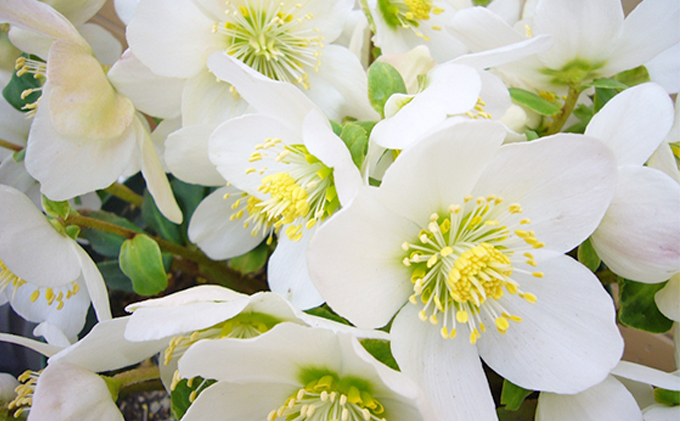 クリスマスローズ（鉢花・1鉢） 雑貨 日用品 植物