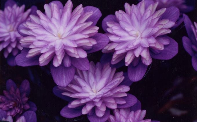 雪割草1鉢 雑貨 日用品 植物 花