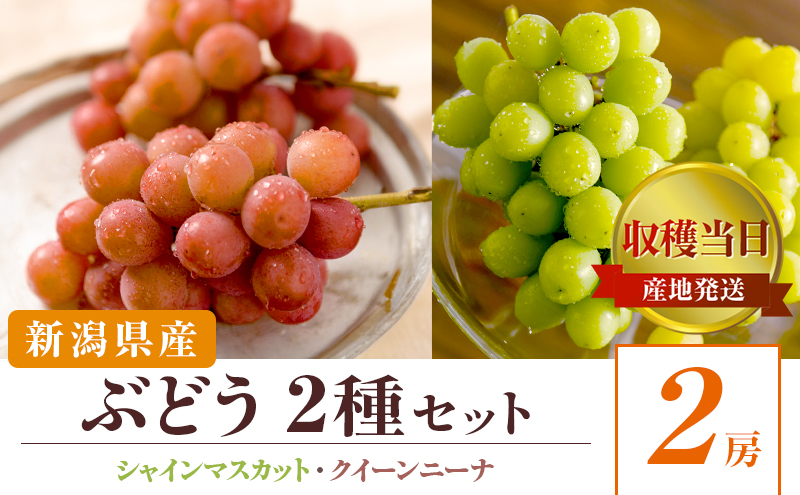 2種詰め合わせ（シャインマスカット、クインニーナ）
