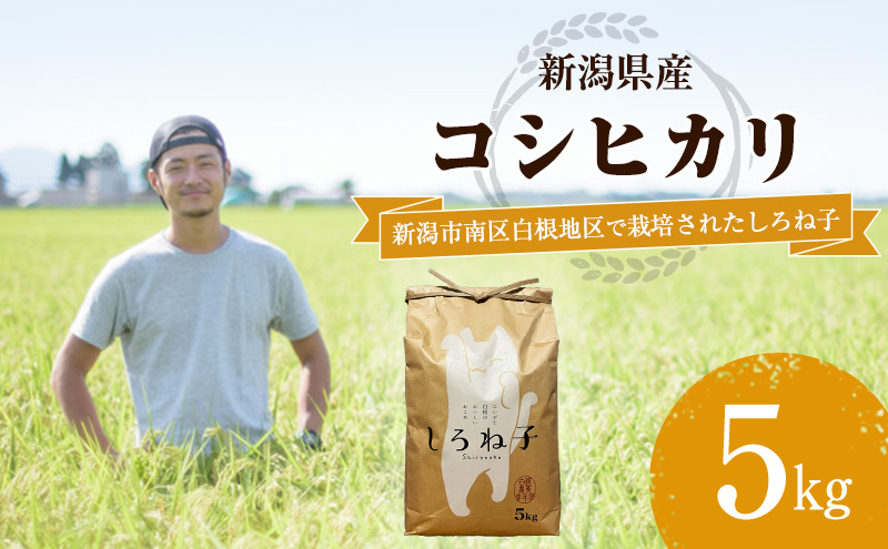 こしひかり 精米 5kg 新潟産 コシヒカリ 米 お米 こめ コメ 白米 産地直送 新潟県産 新潟県 新潟