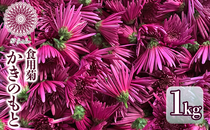 かきのもと（食用菊）1kg 野菜 苦みが少ない 旨味 香りが強い シャキシャキ食感 鮮やか 紫色 食用花 彩 食卓 華やか