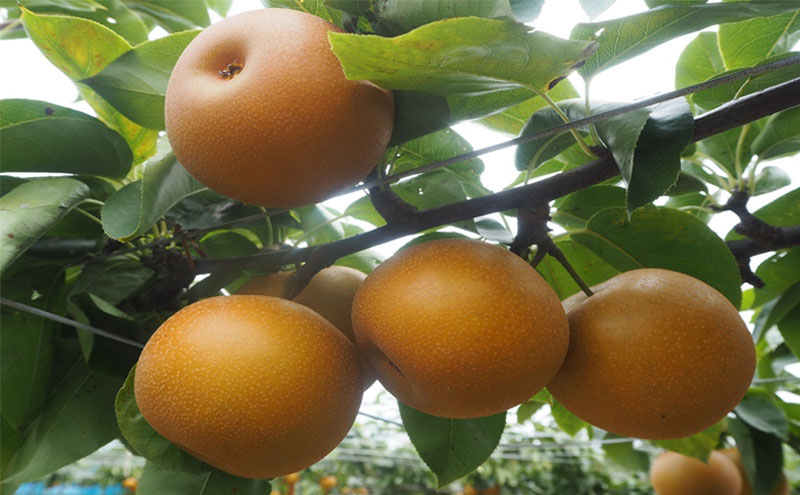 大郷梨3kg（新美月・秋月）