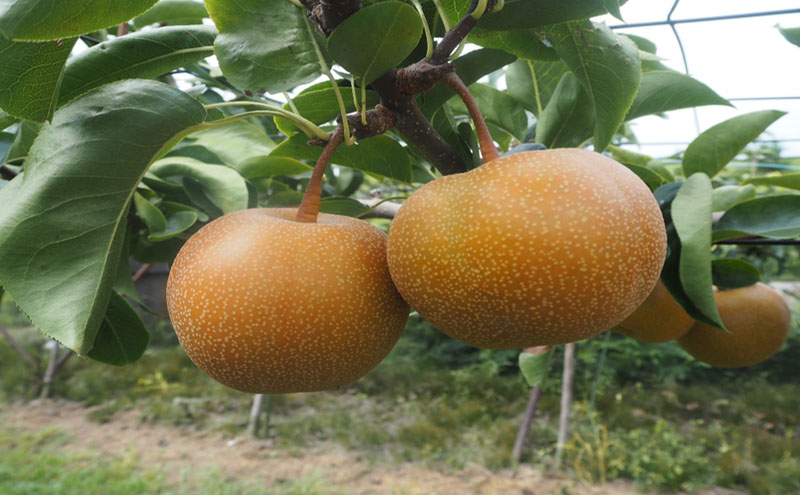 大郷梨3kg（新美月・秋月）