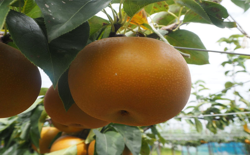 大郷梨5kg（新美月・秋月）