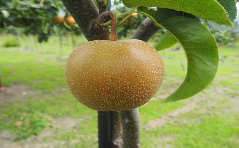 大郷梨5kg（新美月・秋月）