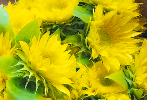 E0-03長岡産（寺泊野積）「モネのひまわり」切り花