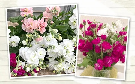 E0-01長岡産(寺泊野積)ストック切り花～きれい、長持ち、香り・ボリューム・花色豊富～