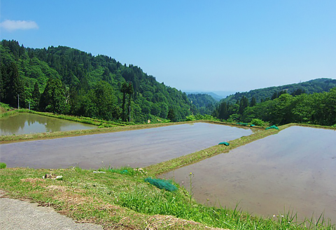 H4-16A壱醸 無濾過純米酒 1800ml（長岡市旧栃尾地区棚田産越淡麗100%）【越銘醸】