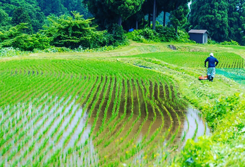 H4-59B純米大吟醸 ドメーヌ越の鶴 720ml×2本セット【越銘醸株式会社】（2026年5月上旬以降発送）