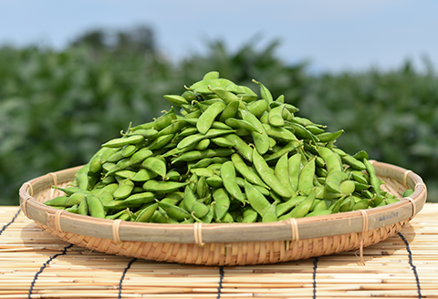 75E-15新潟県長岡産枝豆2.0kg【長岡茶豆250g×8袋入り】