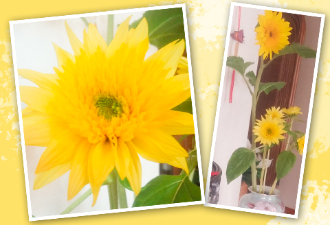 E0-03長岡産（寺泊野積）「モネのひまわり」切り花