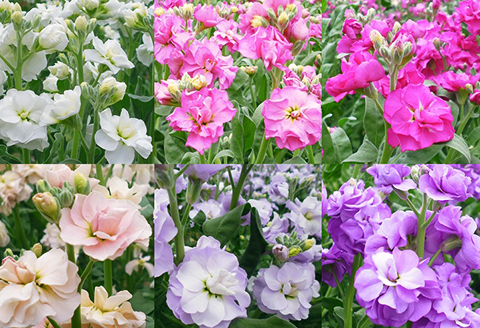 E0-01長岡産(寺泊野積)ストック切り花～きれい、長持ち、香り・ボリューム・花色豊富～