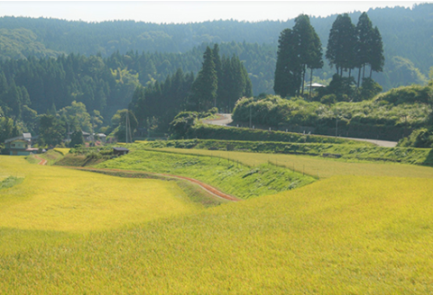 H4-49A想天坊 純米にごり生酒 1800ml【河忠酒造】（2025年11月下旬以降発送）