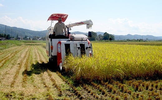 75-7K201新潟県長岡産特別栽培米こしいぶき20kg（5kg×4袋）【2026年3月発送】