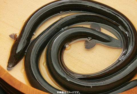 H7-93国産うなぎ長蒲焼特大2尾セット（タレ・山椒付）